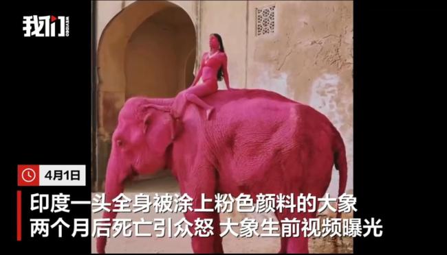 印度65岁大象死亡生前被涂粉色颜料