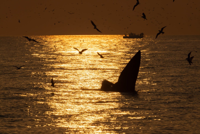 涠洲岛20余艘观鲸船围堵鲸鱼 人类追逐与围观的反思