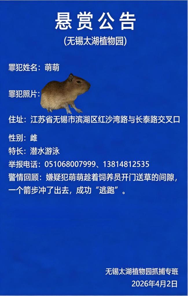 太湖植物园卡皮巴拉出逃 悬赏1万元