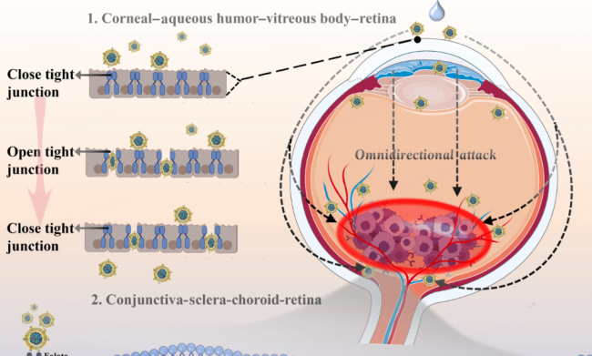 猪精液制成的眼药水可治疗眼肿瘤 创新疗法引发关注