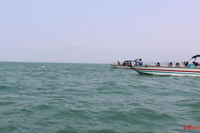 被“过度围观”的粉色海豚 观豚游引发保护担忧