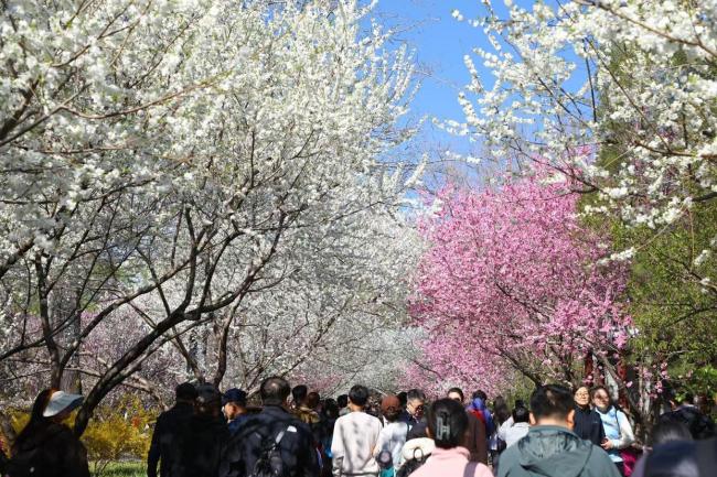 假期首日北京市属公园纳客超58万人次 春日文化盛宴开启
