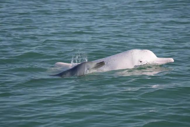 粉色海豚被“过度围观” 当地通报 加强管理保护