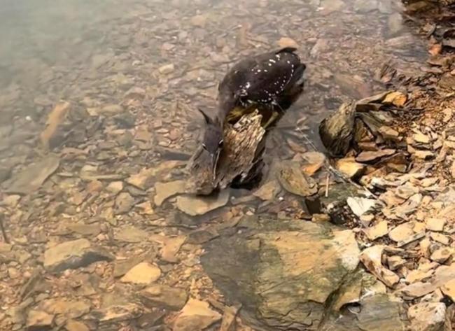 世界上最神秘的鸟在千岛湖被网缠住 罕见海南鳽获救