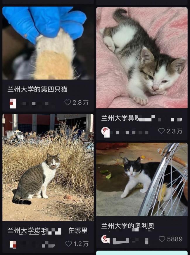 校保卫部称虐猫者系兰州大学学生