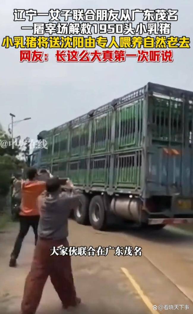 女子联合朋友从屠宰场解救1950头小乳猪，小乳猪将送沈阳由专人喂养，自然老去