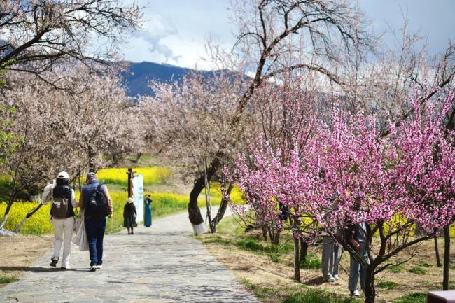 清明假期新业态解锁新体验