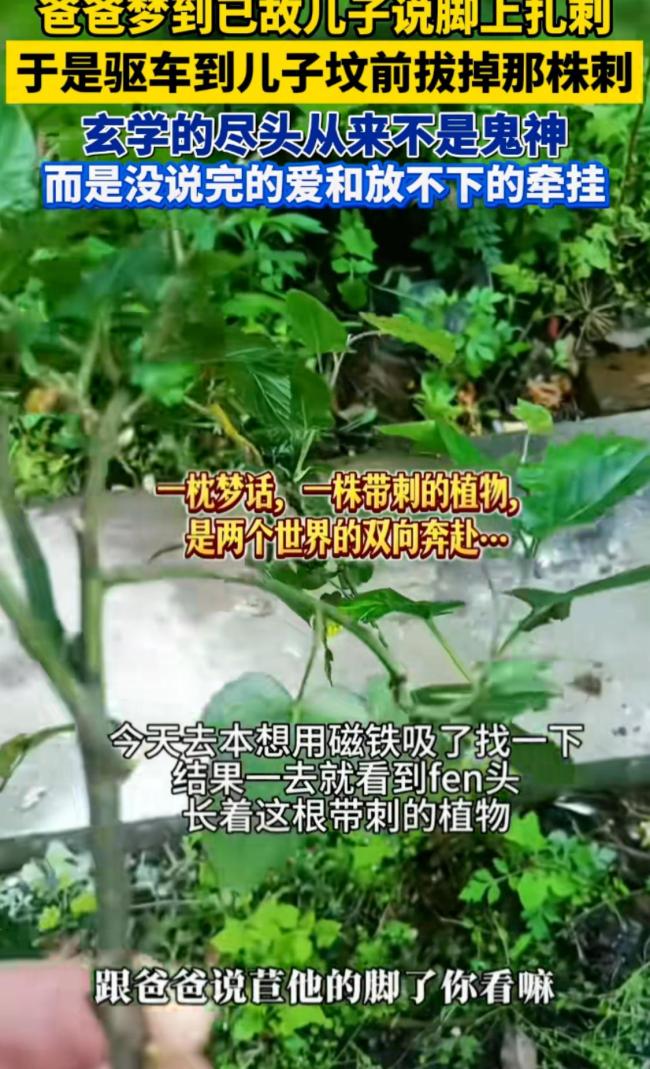 梦到已故儿子脚被扎 父亲来墓前拔刺 爱与牵挂超越生死