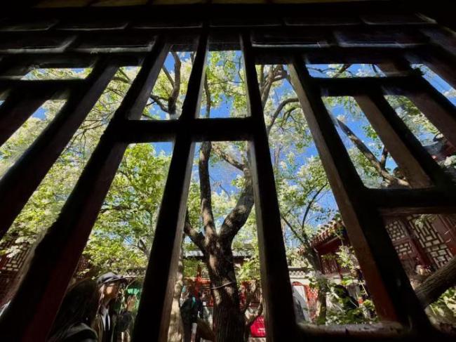 鲁迅手植白丁香101岁生日绽放迎客 百年名木春日盛放