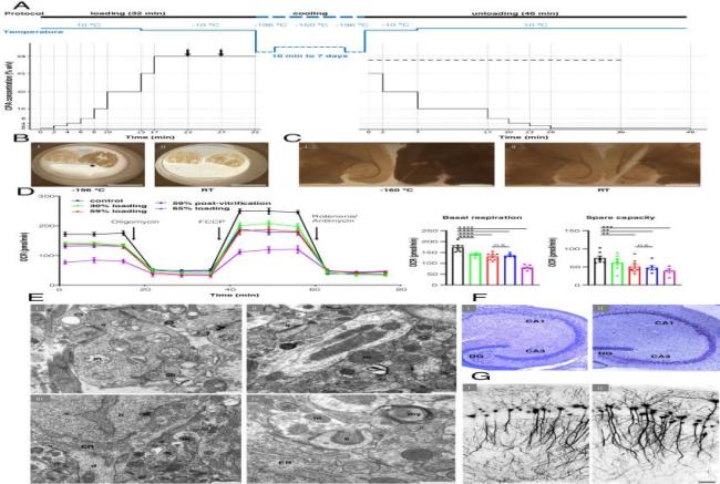 人类首次成功“重启”小鼠冷冻大脑