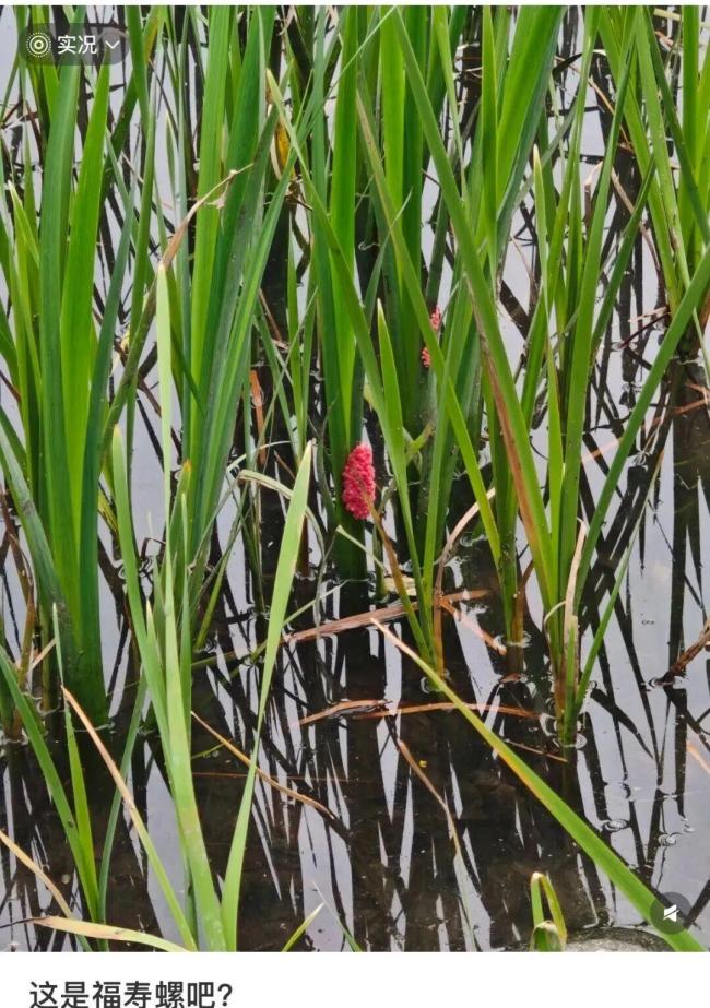 这种东西身上寄生虫多达6000条