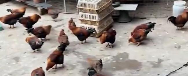 全网最不想火饭店老板:准备倒闭了 生意火爆累坏老板