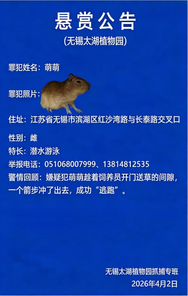 悬赏1万抓捕出逃卡皮巴拉 仍未找到