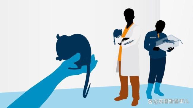 它只是一只老鼠却救了无数条命 排雷英雄Magawa