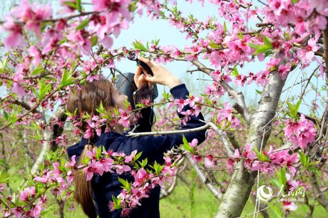 河南社旗：春风拂沃野 繁花满田园