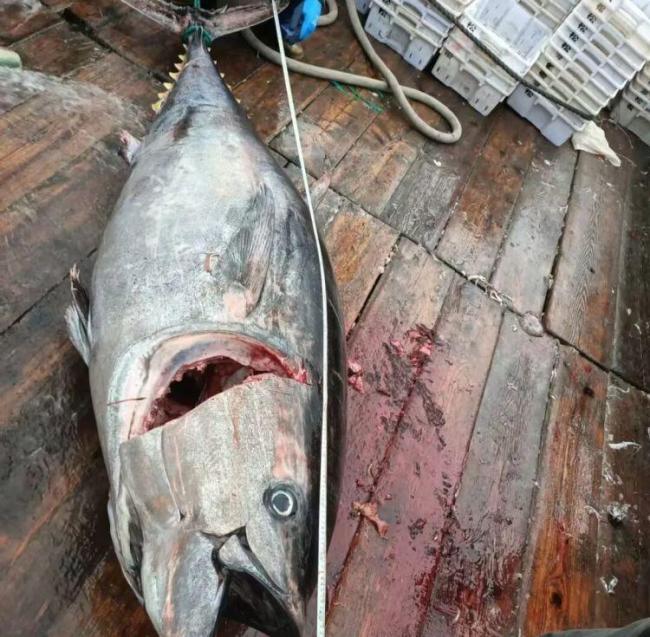 渔民捕获2条“巨无霸”金枪鱼 东海渔业资源恢复见证