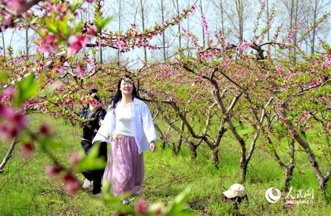 河南社旗：春风拂沃野 繁花满田园
