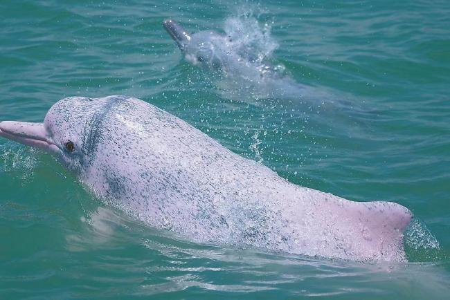 珍稀动物为何爱上福建