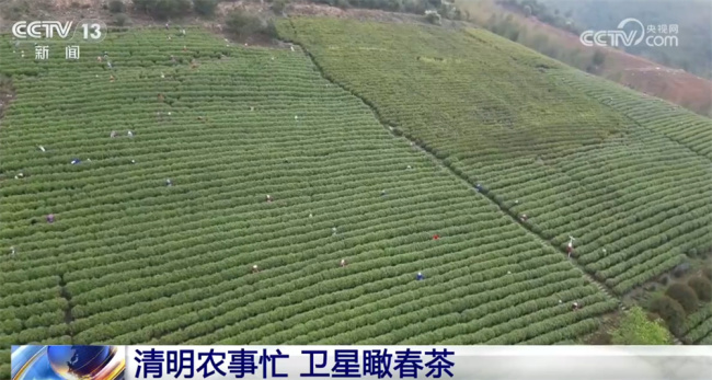 春茶产业走出“农文旅”融合发展新模式