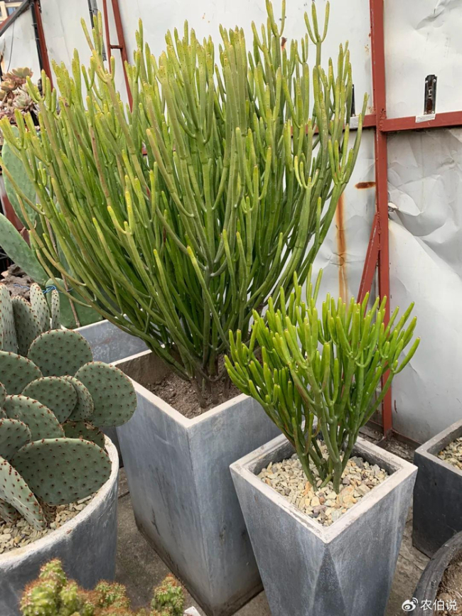 北京一爷爷一棵多肉养9年，网友：成精了，长成飞扬跋扈的样子