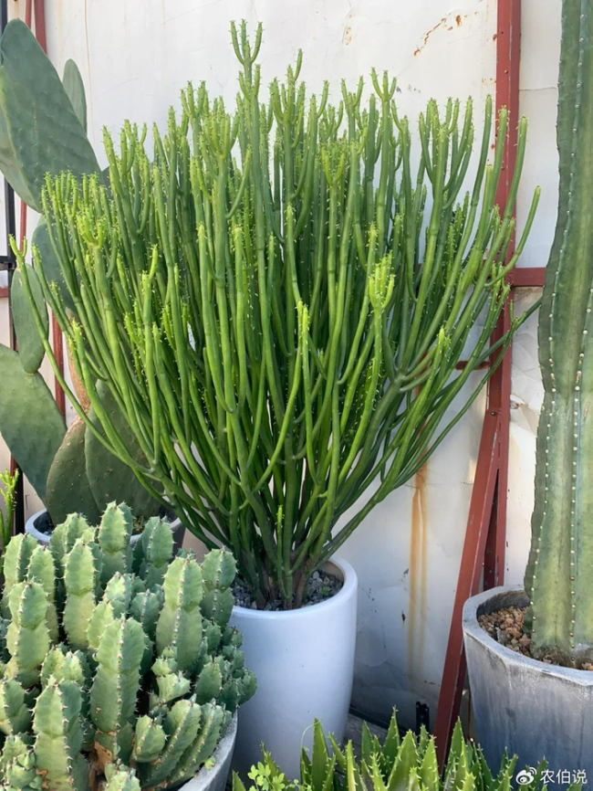 北京一爷爷一棵多肉养9年，网友：成精了，长成飞扬跋扈的样子