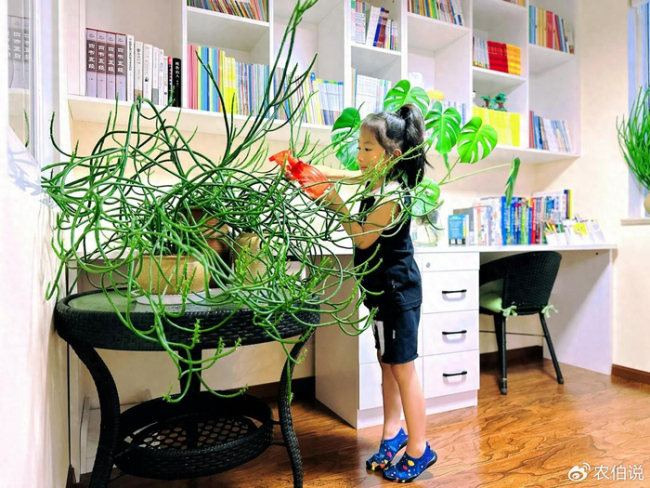 北京一爷爷一棵多肉养9年，网友：成精了，长成飞扬跋扈的样子