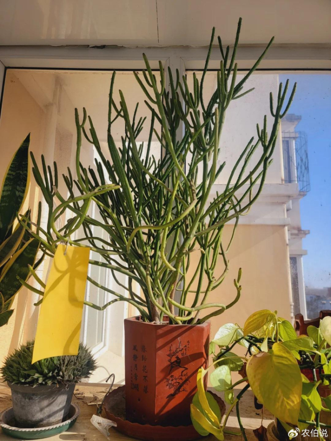 北京一爷爷一棵多肉养9年，网友：成精了，长成飞扬跋扈的样子