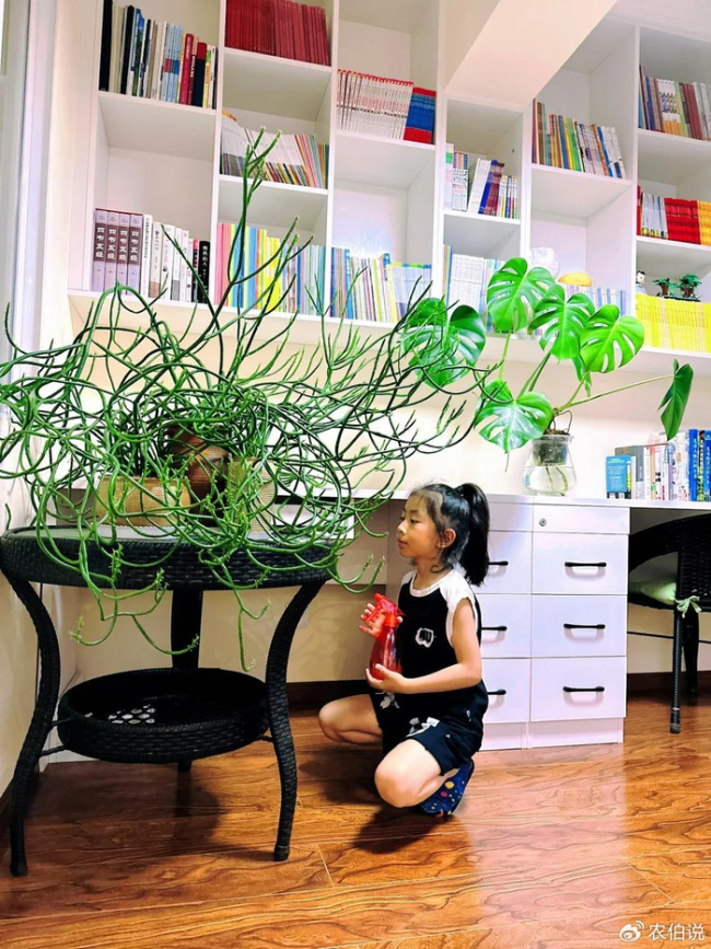 北京一爷爷一棵多肉养9年，网友：成精了，长成飞扬跋扈的样子