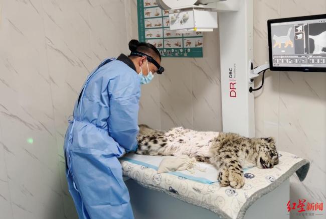 青海三江源一只幼年雪豹受伤被救护 仍在治疗恢复中