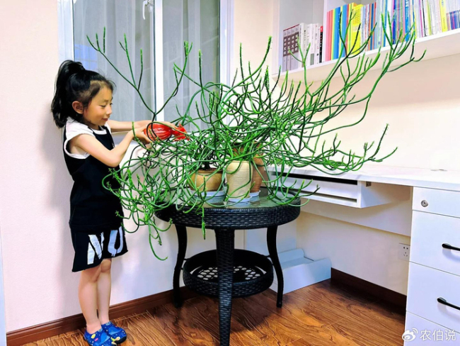 北京一爷爷一棵多肉养9年，网友：成精了，长成飞扬跋扈的样子