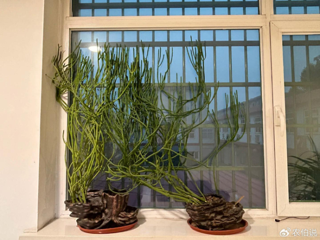 北京一爷爷一棵多肉养9年，网友：成精了，长成飞扬跋扈的样子