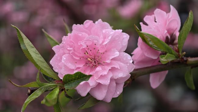北京细雨轻轻洒落,你可曾雨中赏花漫步?