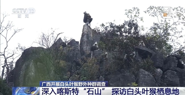 探访白头叶猴栖息地 “猴丁兴旺”保护见成效