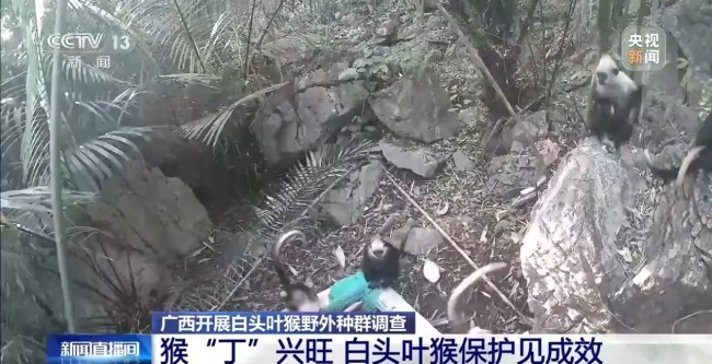探访白头叶猴栖息地 “猴丁兴旺”保护见成效