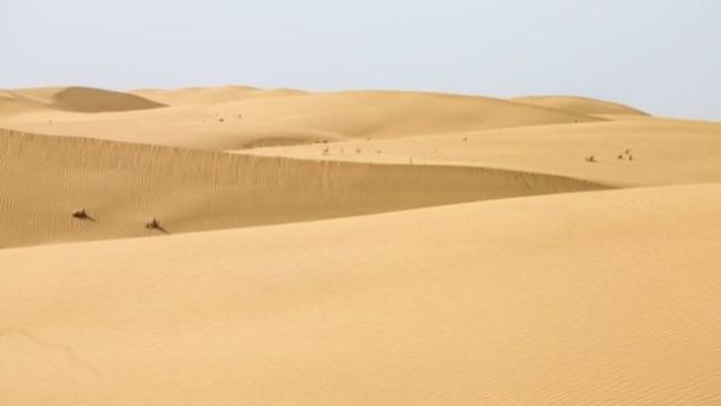 十万头猪拱进沙漠治沙真成了