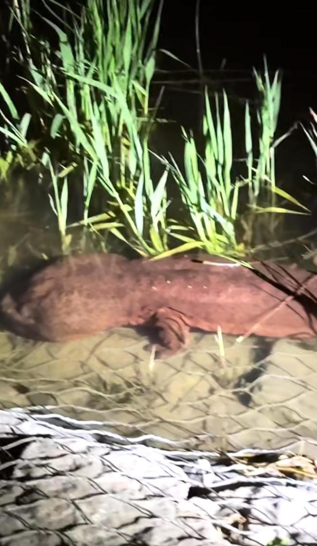 市民发现一米多长娃娃鱼秒报警