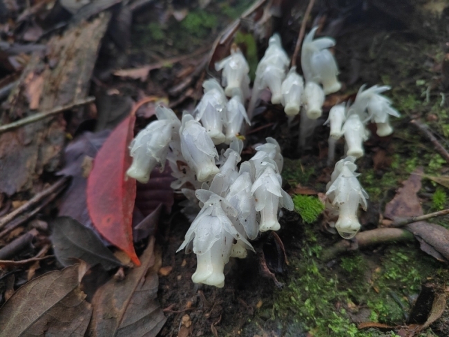 湖南发现大面积“死亡之花” 珍稀水晶兰成片分布