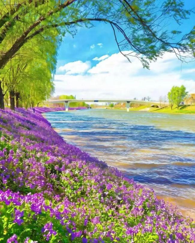 北京紫色花海浪漫上线