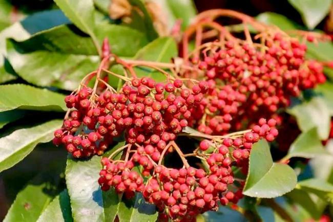 被嫌难闻的石楠花生态价值远超思象 绿化元勋背后的奥妙