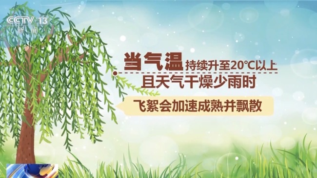 杨柳树为何飞絮？如何防范？专家解析
