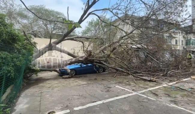 大树倒伏砸中宝马谁该担责 责任归属成难题