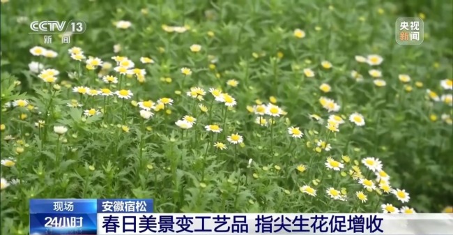 有“顏”又有“值” 朵朵春花點亮鄉(xiāng)村致富路