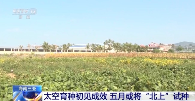 “太空种子”5月或将“北上”试种