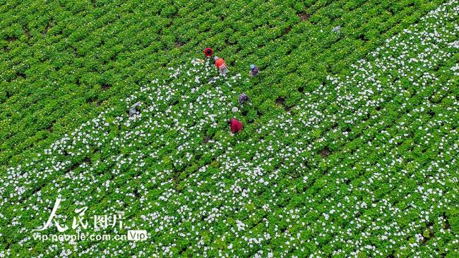 安徽亳州：中药材产业拓宽增收路
