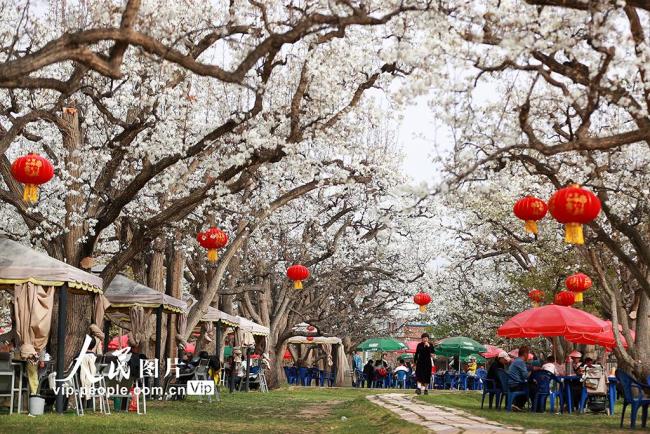 甘肃皋兰：万亩梨花绽放 农旅兴旺促振兴