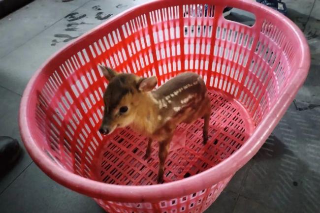 群众捡到“小鹿”竟是保护动物 小麂获救记