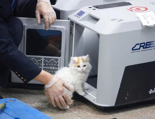 宠物可以独自“坐”高铁了 铁路服务升级