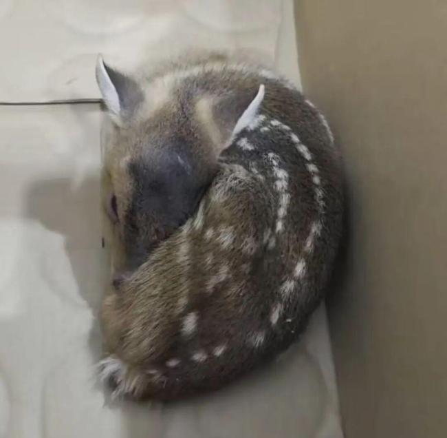 群众捡到“小鹿”竟是保护动物