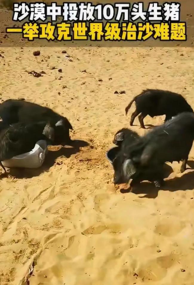 10万头黑猪让沙漠变绿洲?官方辟谣治沙方式