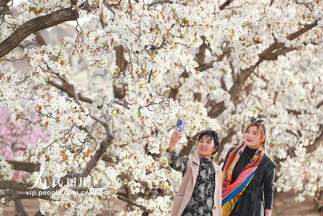 甘肅皋蘭：萬畝梨花綻放 農旅興旺促振興